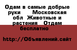 Одам в самые добрые руки!!! - Московская обл. Животные и растения » Отдам бесплатно   